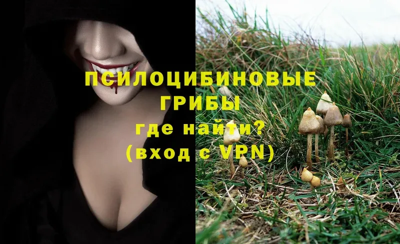 Псилоцибиновые грибы Psilocybine cubensis  Тулун 